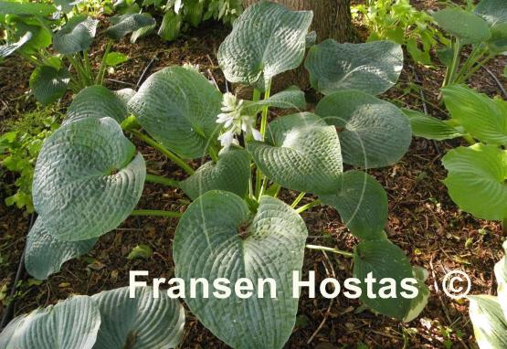 Hosta Quilted Hearts