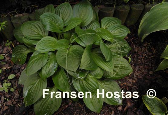 Hosta Quilting Bee