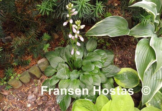 Hosta Quilting Bee