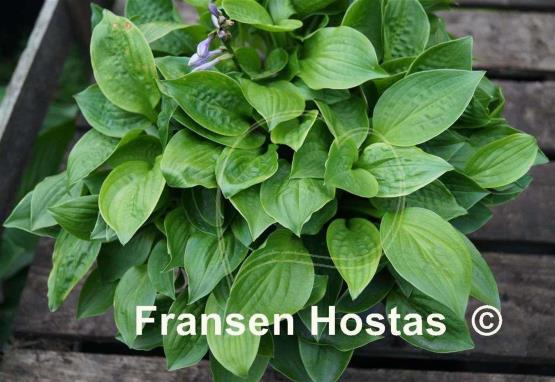 Hosta Quilting Bee