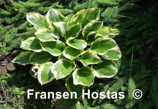 Hosta Queen Josephine