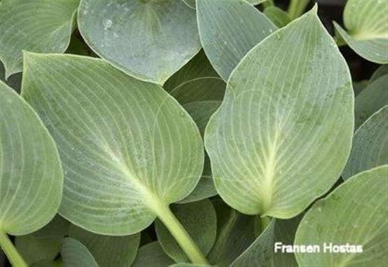 Hosta Quilted Skies