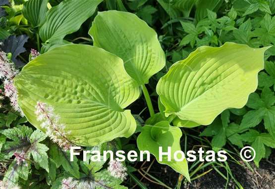 Hosta Radiance