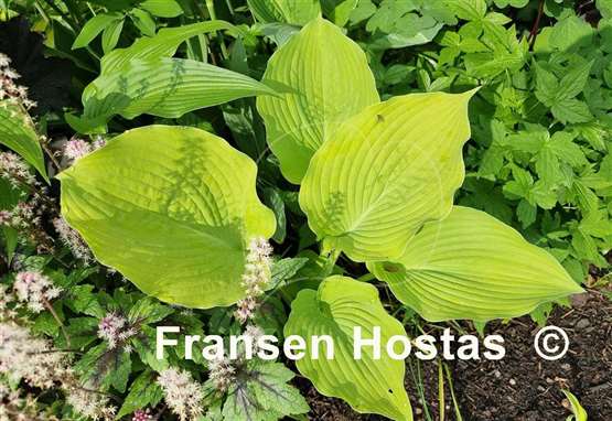 Hosta Radiance