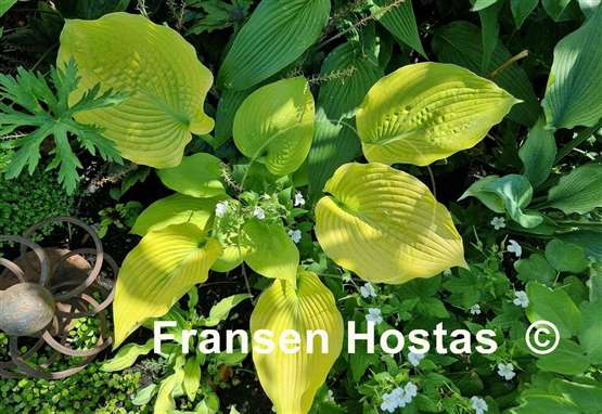 Hosta Radiance
