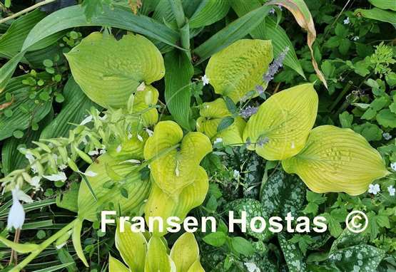 Hosta Radiance
