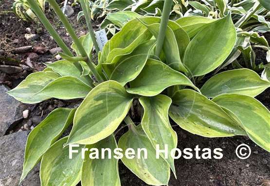 Hosta Radiant Edger