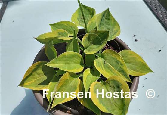 Hosta Radiant Edger