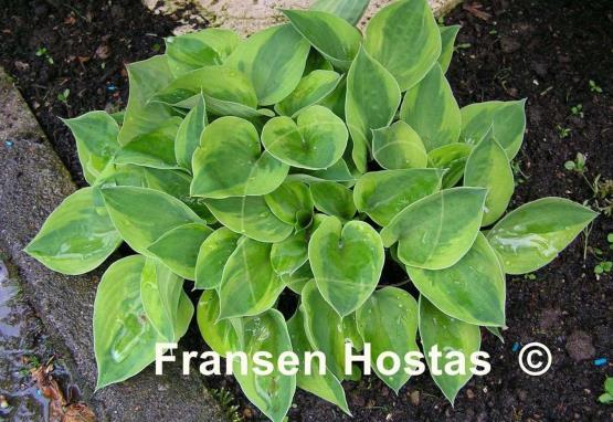 Hosta Radiant Edger