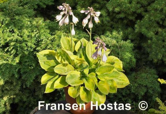 Hosta Radiant Edger