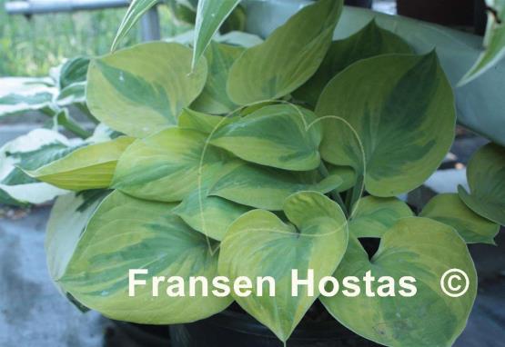 Hosta Radiant Edger