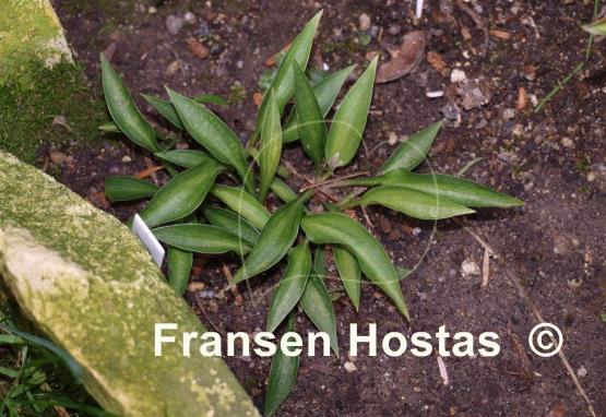 Hosta Radio Waves