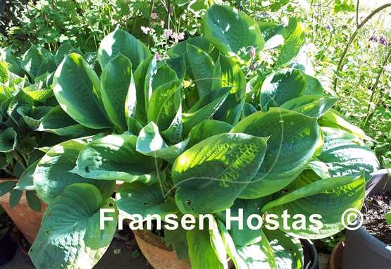 Hosta Rain Dancer