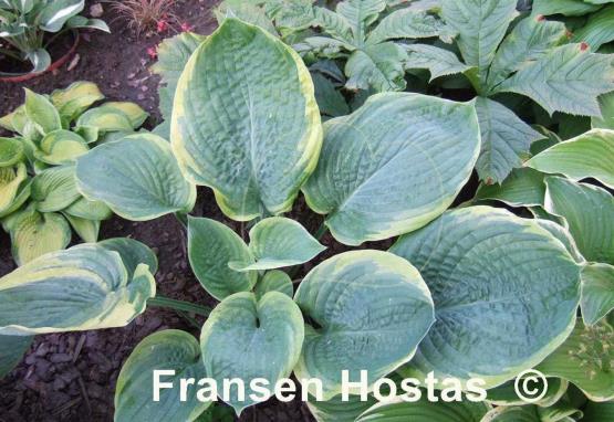 Hosta Rain Dancer