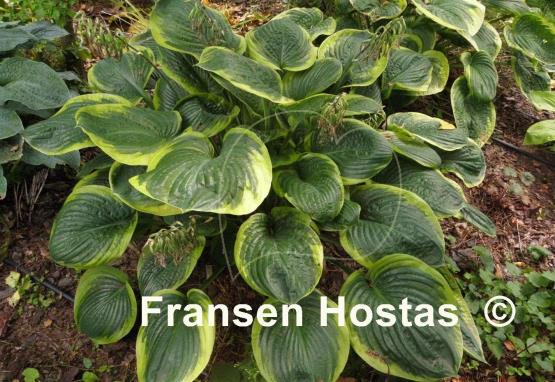 Hosta Rain Dancer