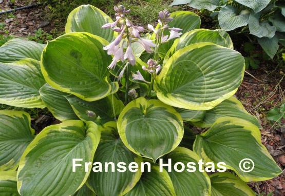 Hosta Rain Dancer