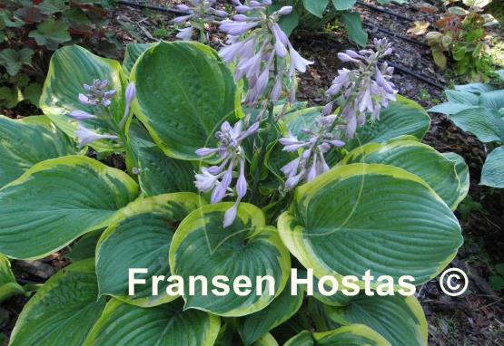 Hosta Rain Dancer