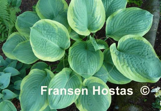 Hosta Rain Dancer