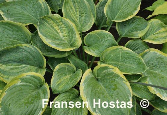 Hosta Rain Dancer