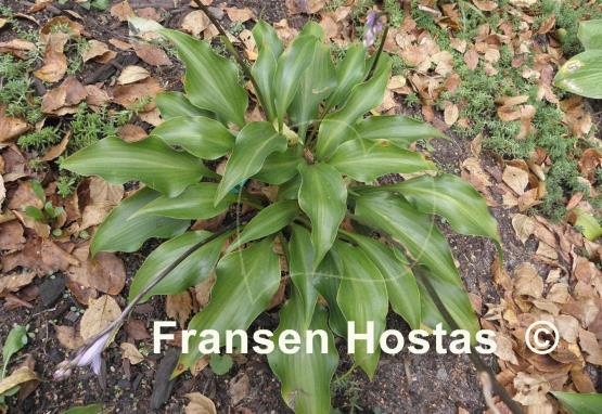 Hosta Rain Forest