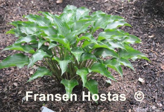 Hosta Rain Forest