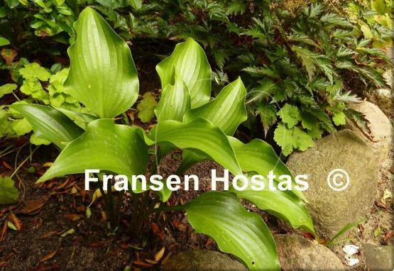 Hosta Rain Forest