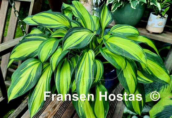 Hosta Rainbow's End