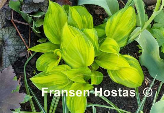 Hosta Rainbow's End
