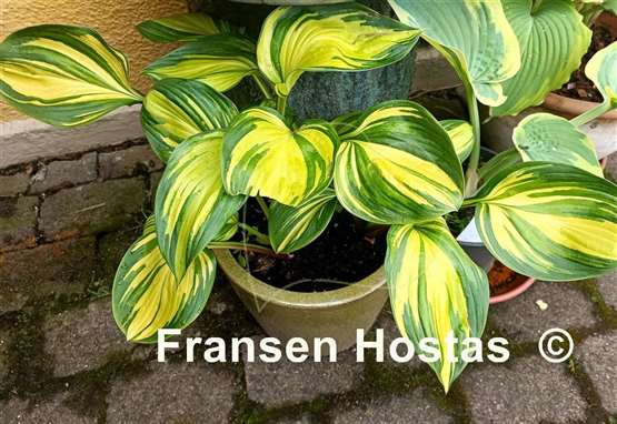 Hosta Rainbow's End