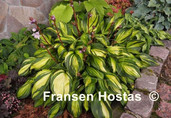 Hosta Rainbow's End