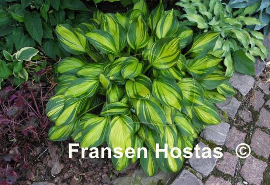 Hosta Rainbow's End