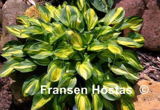 Hosta Rainbow's End