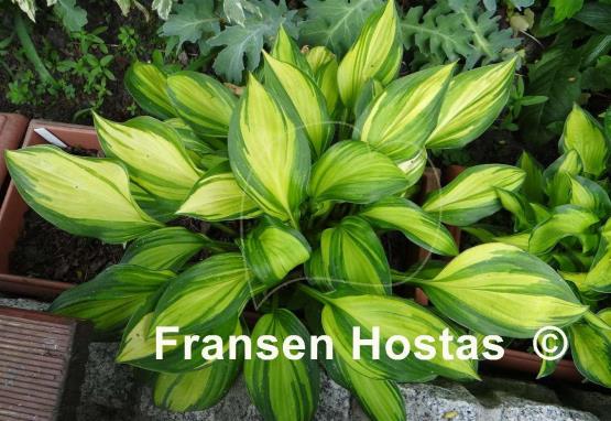 Hosta Rainbow's End