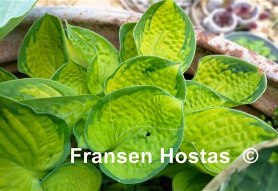 Hosta Rainforest Sunrise