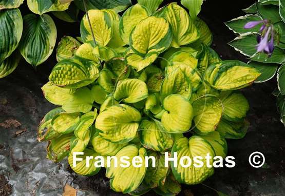 Hosta Rainforest Sunrise