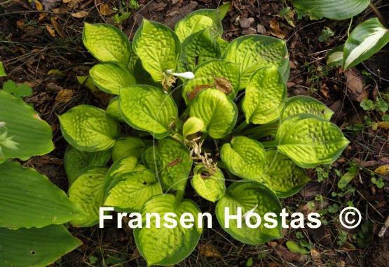 Hosta Rainforest Sunrise