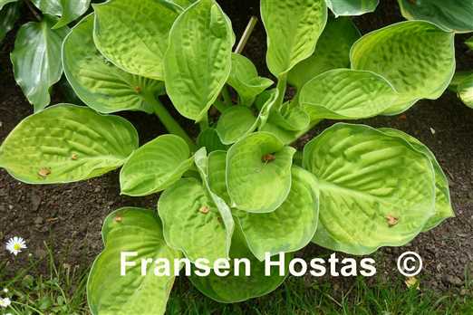Hosta Rainforest Sunrise - Fransen Hostas