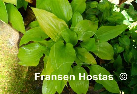 Hosta Raleigh Remembrance