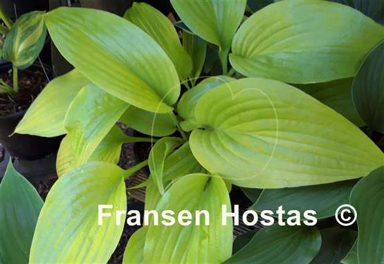 Hosta Raleigh Remembrance