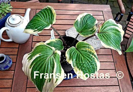 Hosta Ramble On