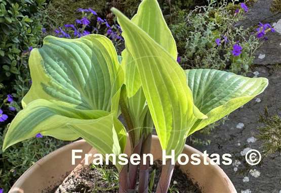 Hosta Ramble On