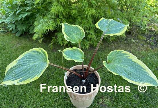 Hosta Ramble On