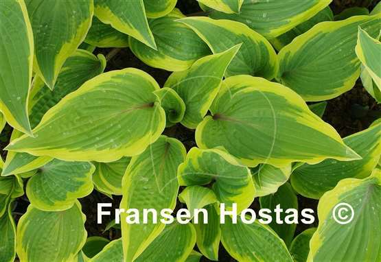 Hosta Ramble On