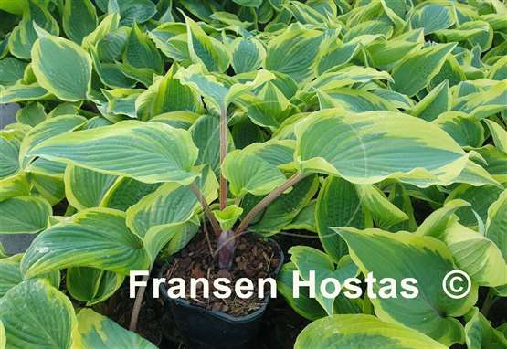 Hosta Ramble On