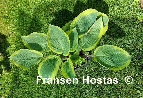 Hosta Ramble On