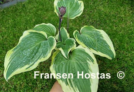 Hosta Ramble On