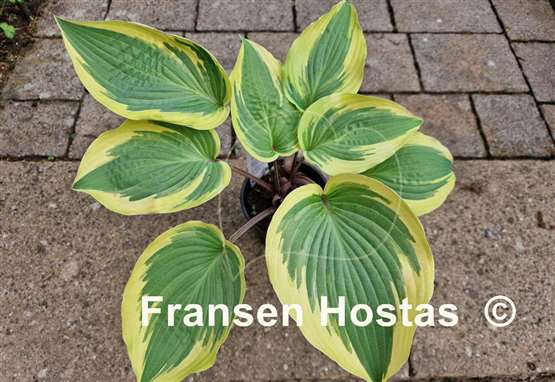 Hosta Ramble On