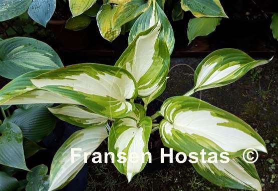 Hosta Rare Breed