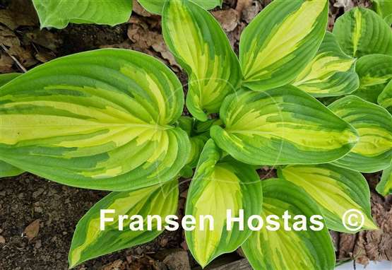 Hosta Rare Breed