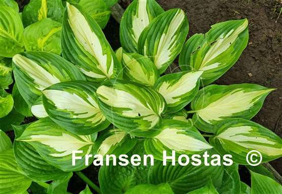 Hosta Rare Breed